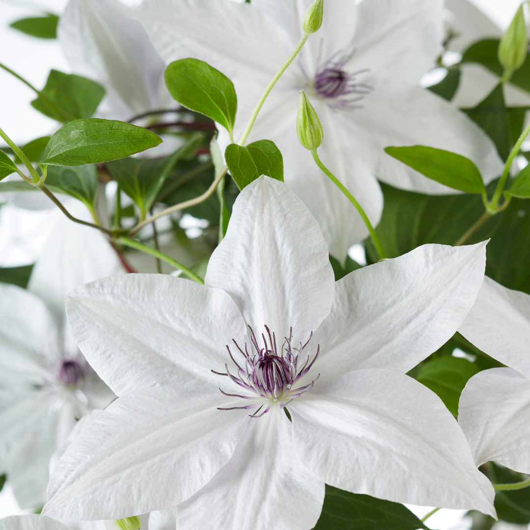 Clematis 'Garland Tsukiko' (bosrank) – Ø23 cm