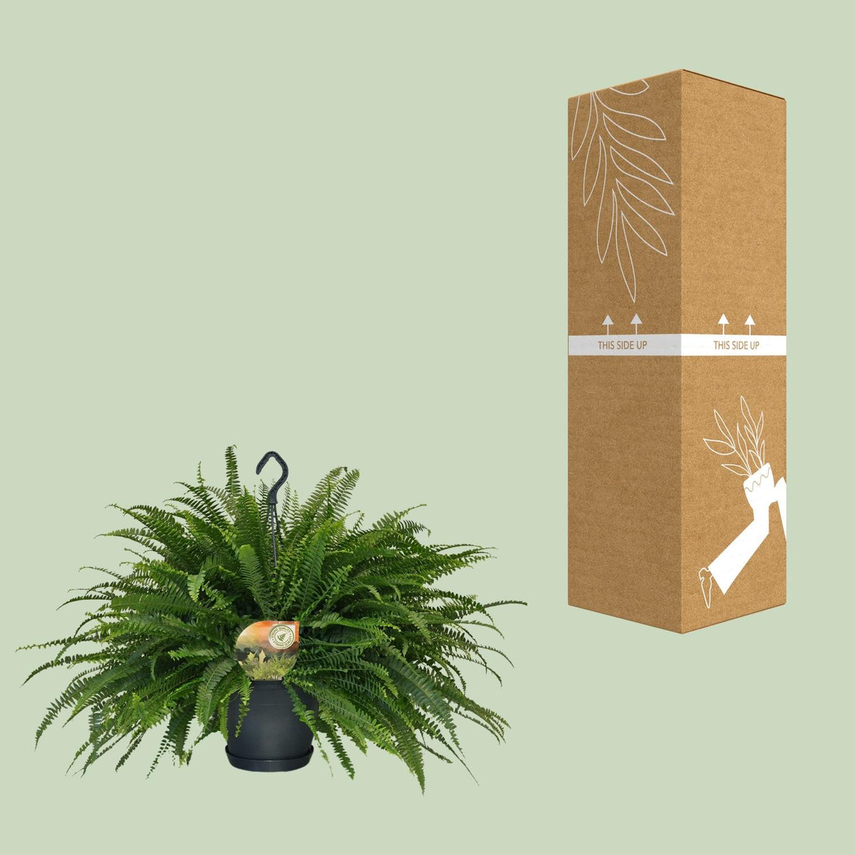 Nephrolepis Green Lady (sværdbregne) – Ø20 cm, 60 cm høj