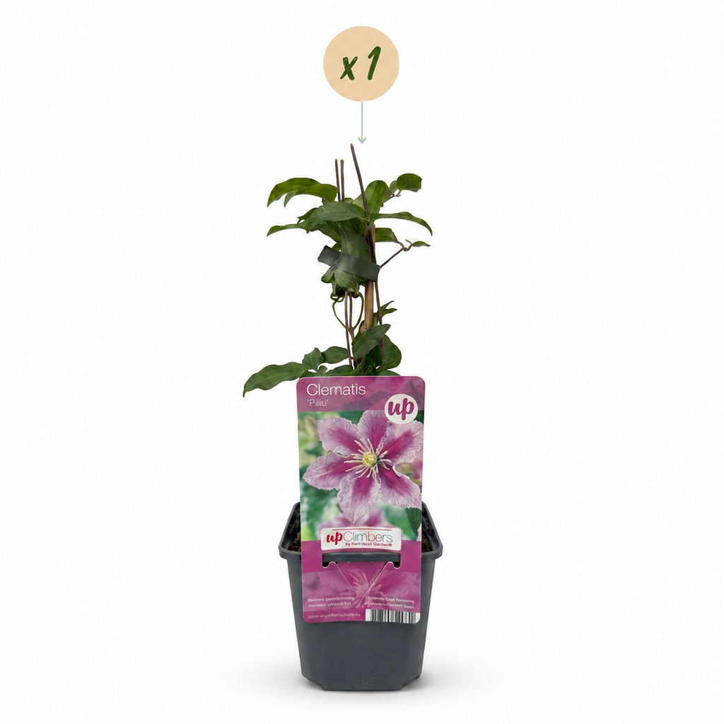 Clematis 'Piilu' (bosrank) – wit-roze – Ø9 cm, 35 cm hoog – foto 2
