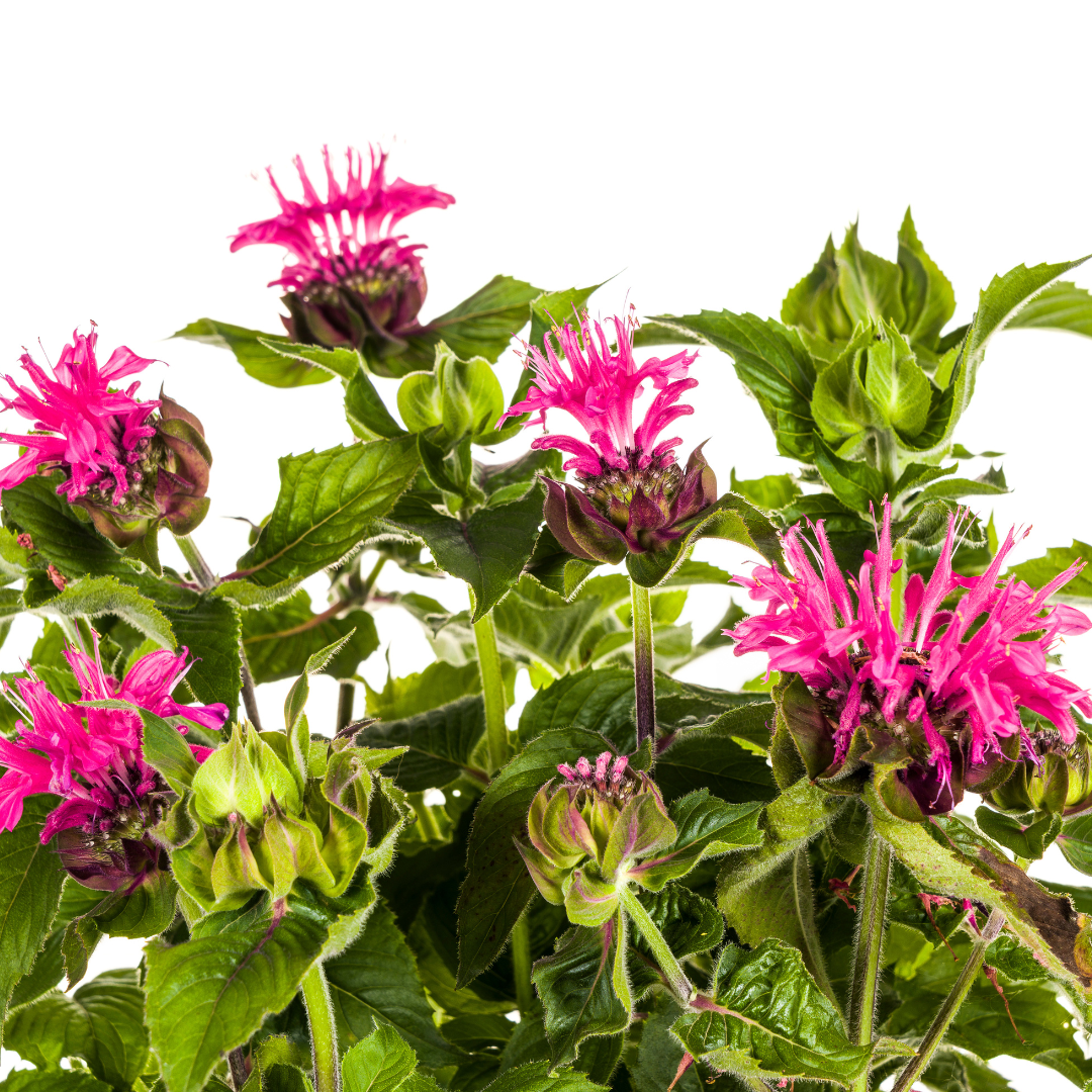 Monarda 'Didyma Pink' (bergamotteplante) – Ø19 cm, 45–60 cm høj – billede 2
