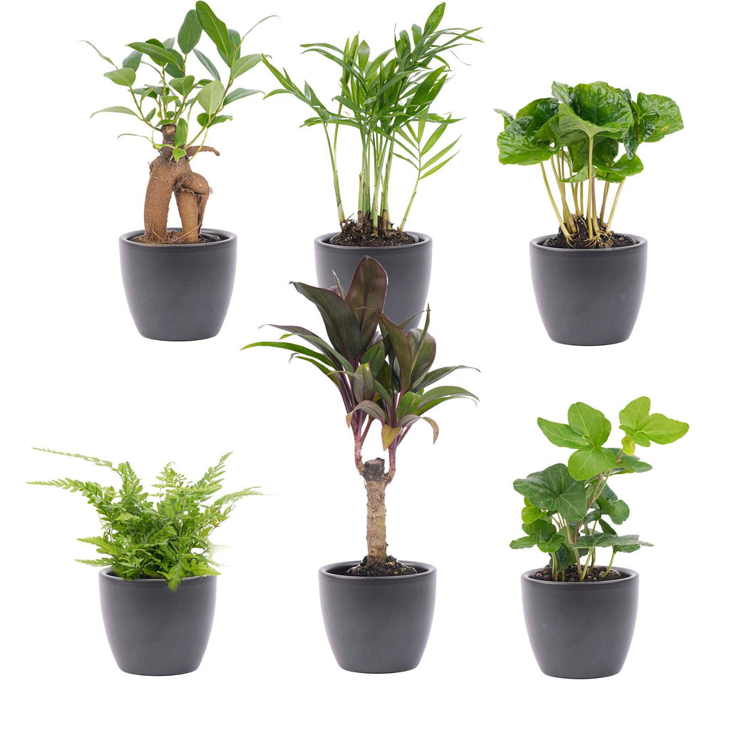 Mini-plantenset in pot boule antraciet – Ø7 cm