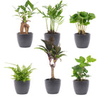 Mini-plantenset in pot boule antraciet – Ø7 cm