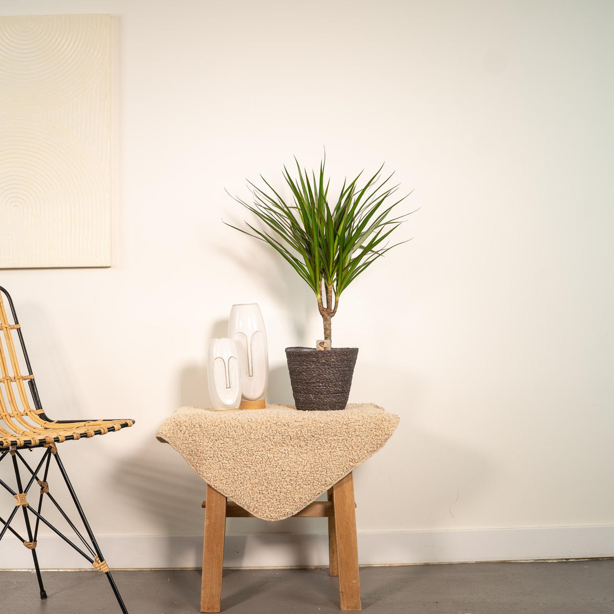 Dracaena marginata (Drachenbaum) – Ø 14 cm, 60 cm hoch