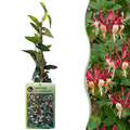 Lonicera japonica 'Red World' (chèvrefeuille du Japon) – rouge-rose – 4 plantes, Ø9 cm, 35 cm de haut
