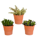 Mélange de Crassula (plante jade) en pot en terre cuite – Ø 11 cm, 21 cm de haut