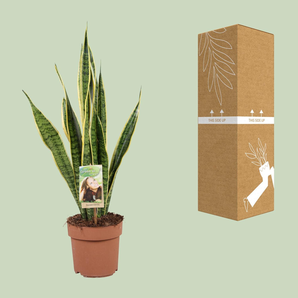 Sansevieria trifasciata Laurentii (Bogenhanf) – Ø 17 cm, 60 cm hoch – Art. 9697 – Bild 3