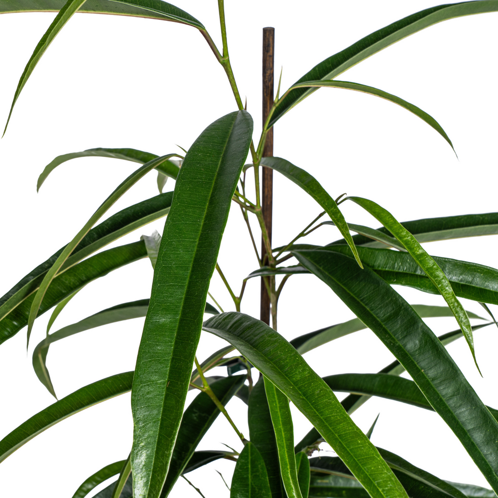 Ficus Binnendijkii Alii – Ø17 cm, 60–80 cm hoch