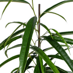 Ficus Binnendijkii Alii – Ø17 cm, 60–80 cm hoch
