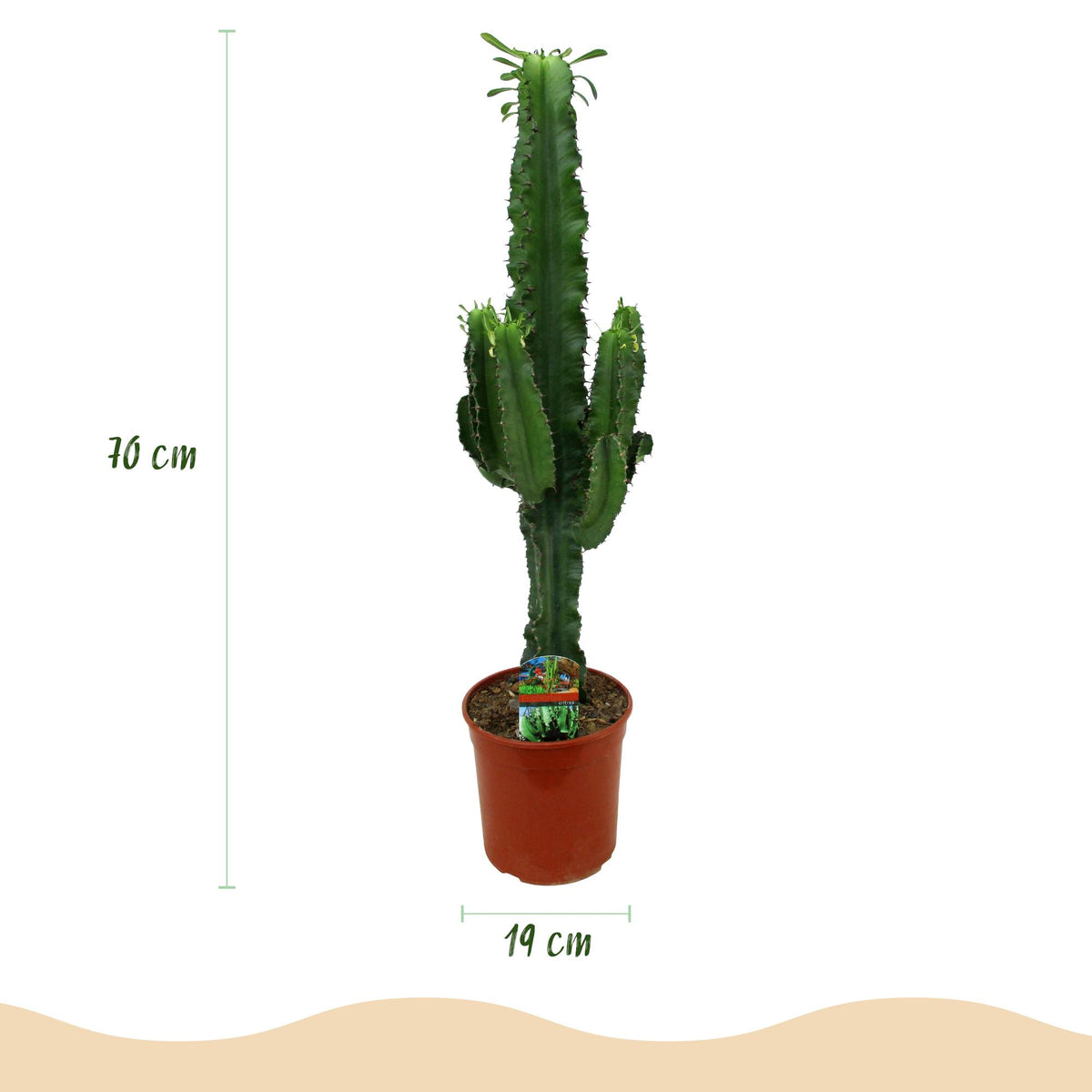 Euphorbia eritrea – Ø19 cm, 70 cm hoog – art. 54705