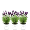 Lavandula stoechas 'Anouk' (lavender) in Old Look decorative pot – 3 plants, Ø13 cm, 250 cm high