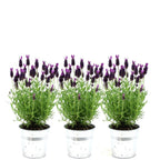 Lavandula stoechas 'Anouk' (lavender) in Old Look decorative pot – 3 plants, Ø13 cm, 250 cm high