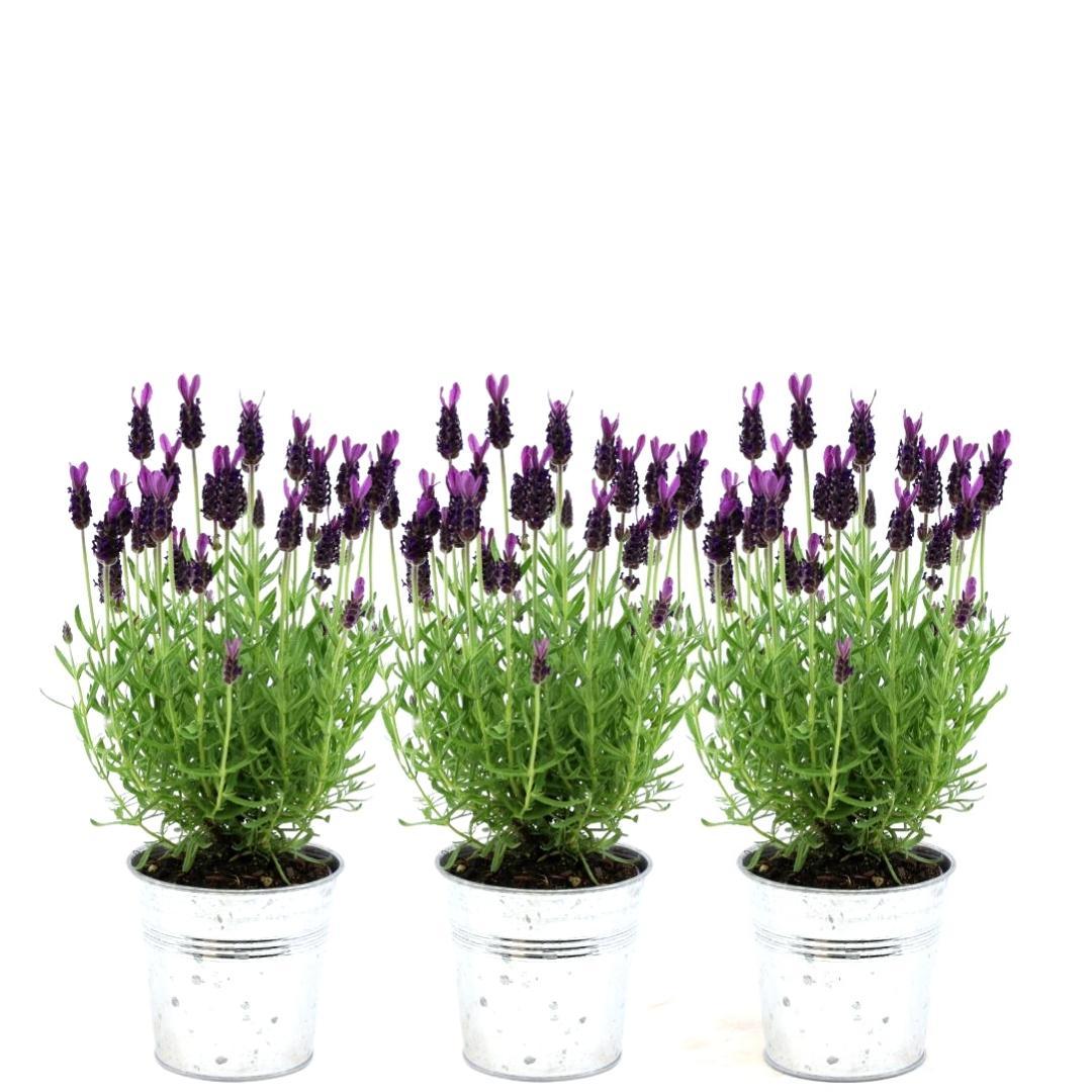 Lavandula stoechas 'Anouk' (lavender) in Old Look decorative pot – 3 plants, Ø13 cm, 250 cm high
