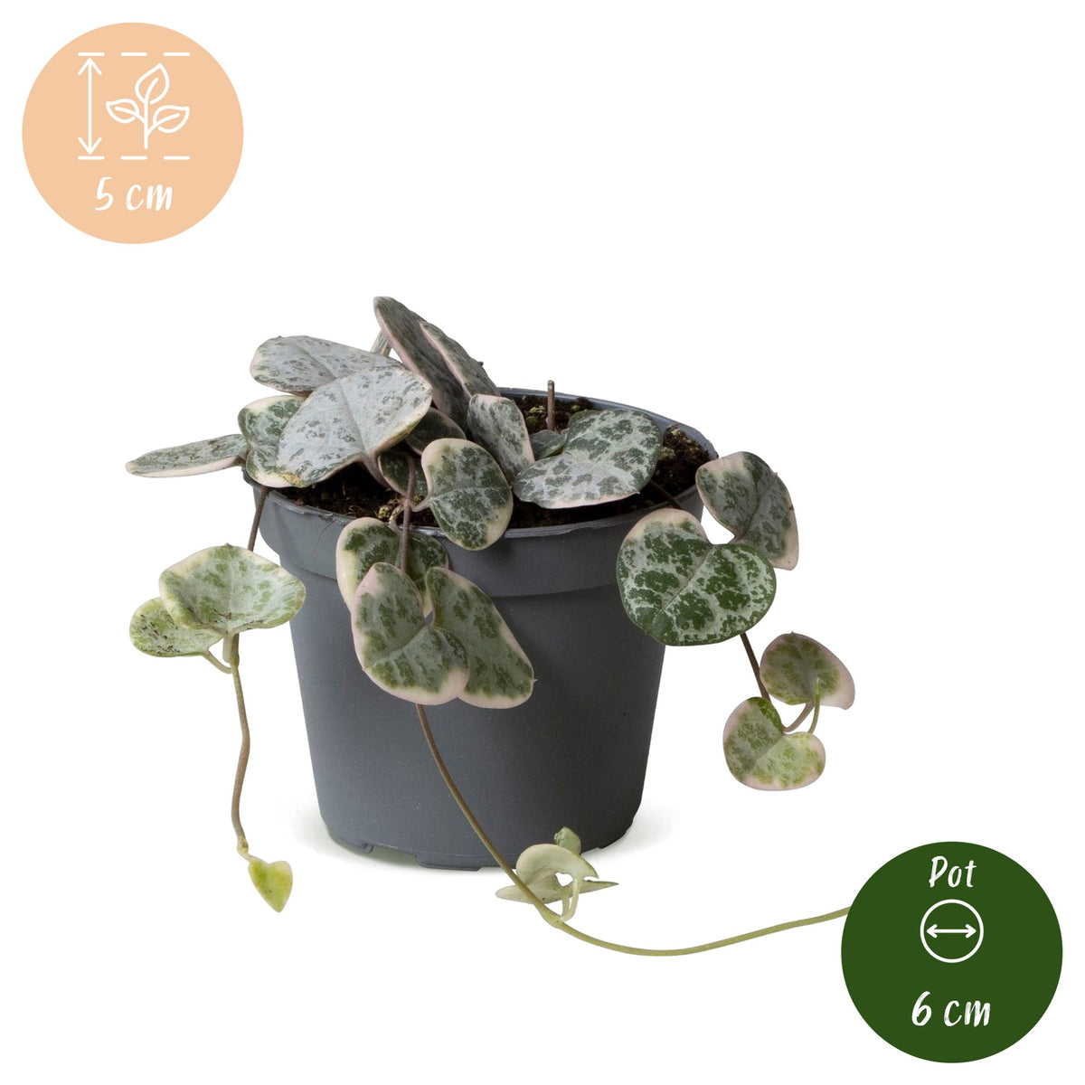 Ceropegia Woodii Variegata (lanterne chinoise) – Ø6 cm, 5 cm de haut – photo 5