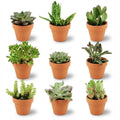 9× Succulents – Ø8 cm, 5–10 cm tall