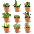 9× Succulents – Ø8 cm, 5–10 cm tall