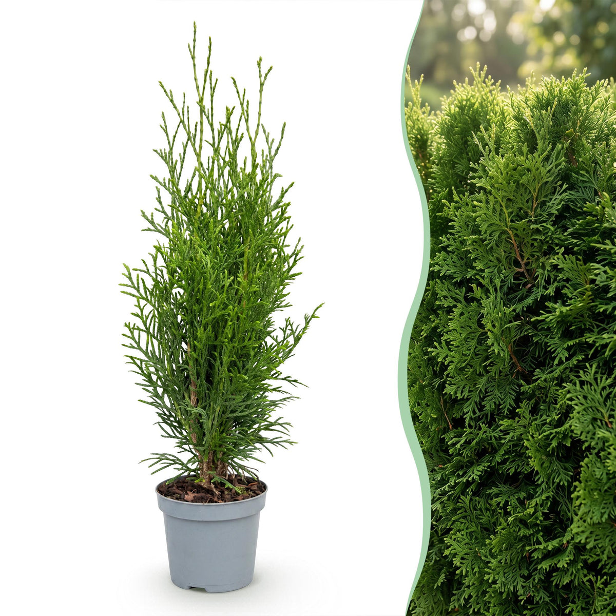 Thuja occidentalis 'Smaragd' (arbre de vie) – 16 plants, Ø9 cm, 20–30 cm de haut – photo 3
