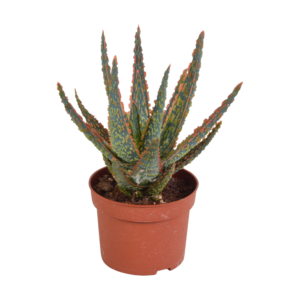 Aloe zebrina Dannyz (aloe) uden urtepotte – Ø11 cm, 23 cm høj