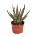 Aloe zebrina Dannyz (aloe) uden urtepotte – Ø11 cm, 23 cm høj