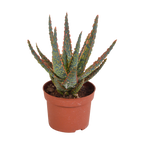 Aloe zebrina Dannyz (aloe) uden urtepotte – Ø11 cm, 23 cm høj