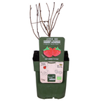 Rubus idaeus 'Malling Promise' (framboos) – Ø13 cm, 45 cm hoog