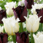 Tulpenmix 'Breakdance' – 60 bloembollen (bolmaat 11/12)