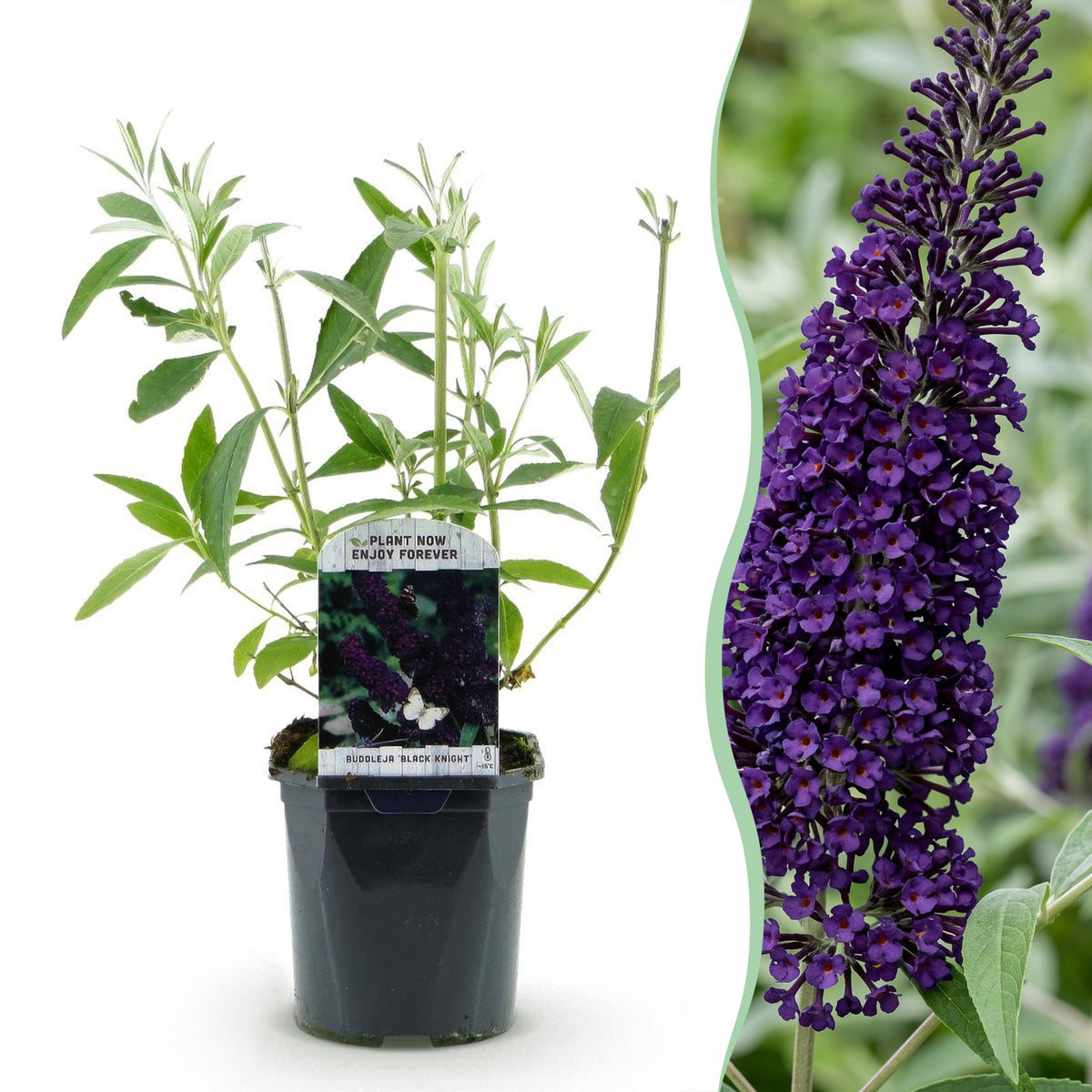 Buddleja davidii 'Black Night' (vlinderstruik) – paars – 3 planten, Ø17 cm, 45 cm hoog