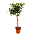 Ficus lyrata arbre XXXL (ficus lyre) – Ø40 cm, 230 cm de haut