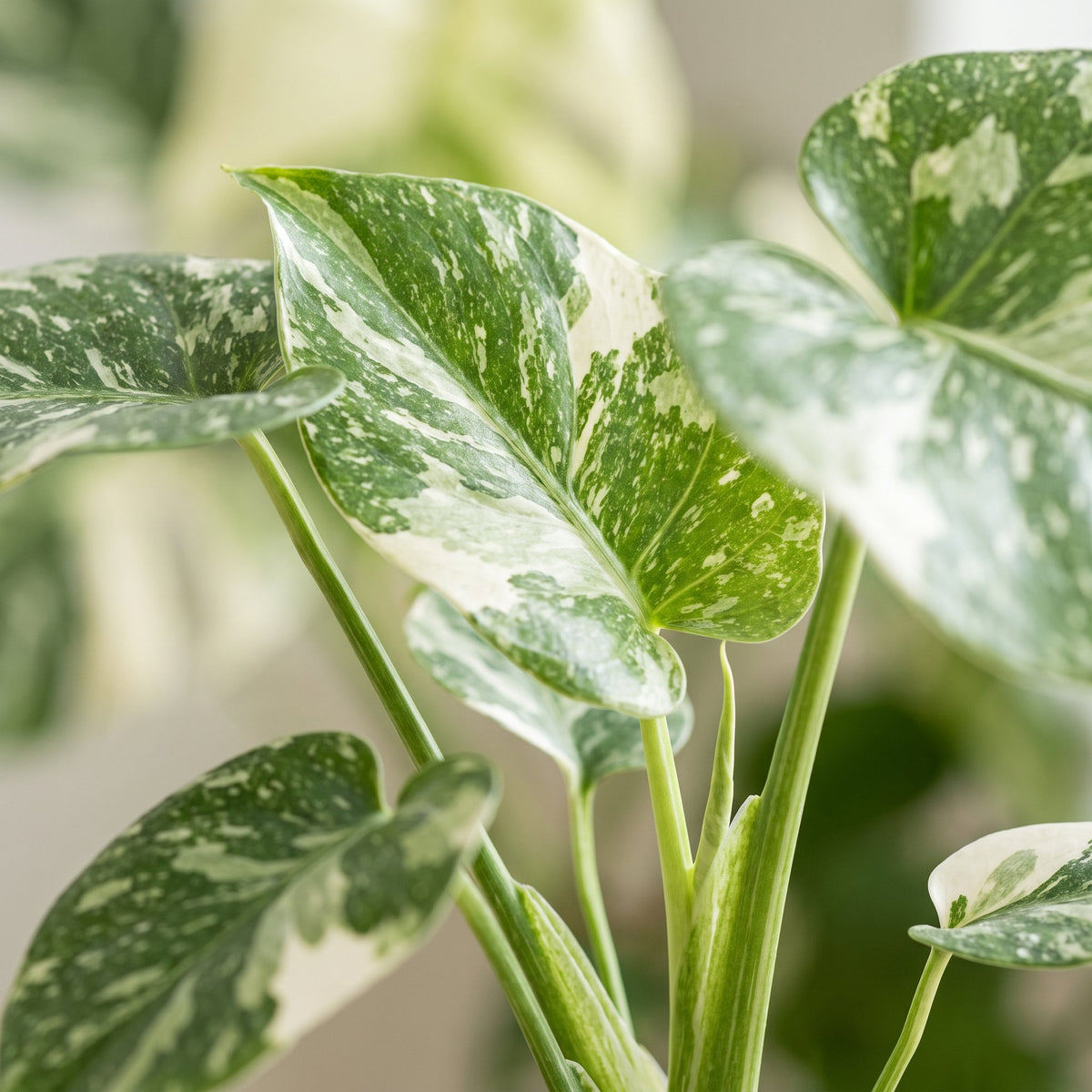 Monstera deliciosa Mint Variegated (plante percée) – Ø6 cm, 18 cm de haut – photo 4