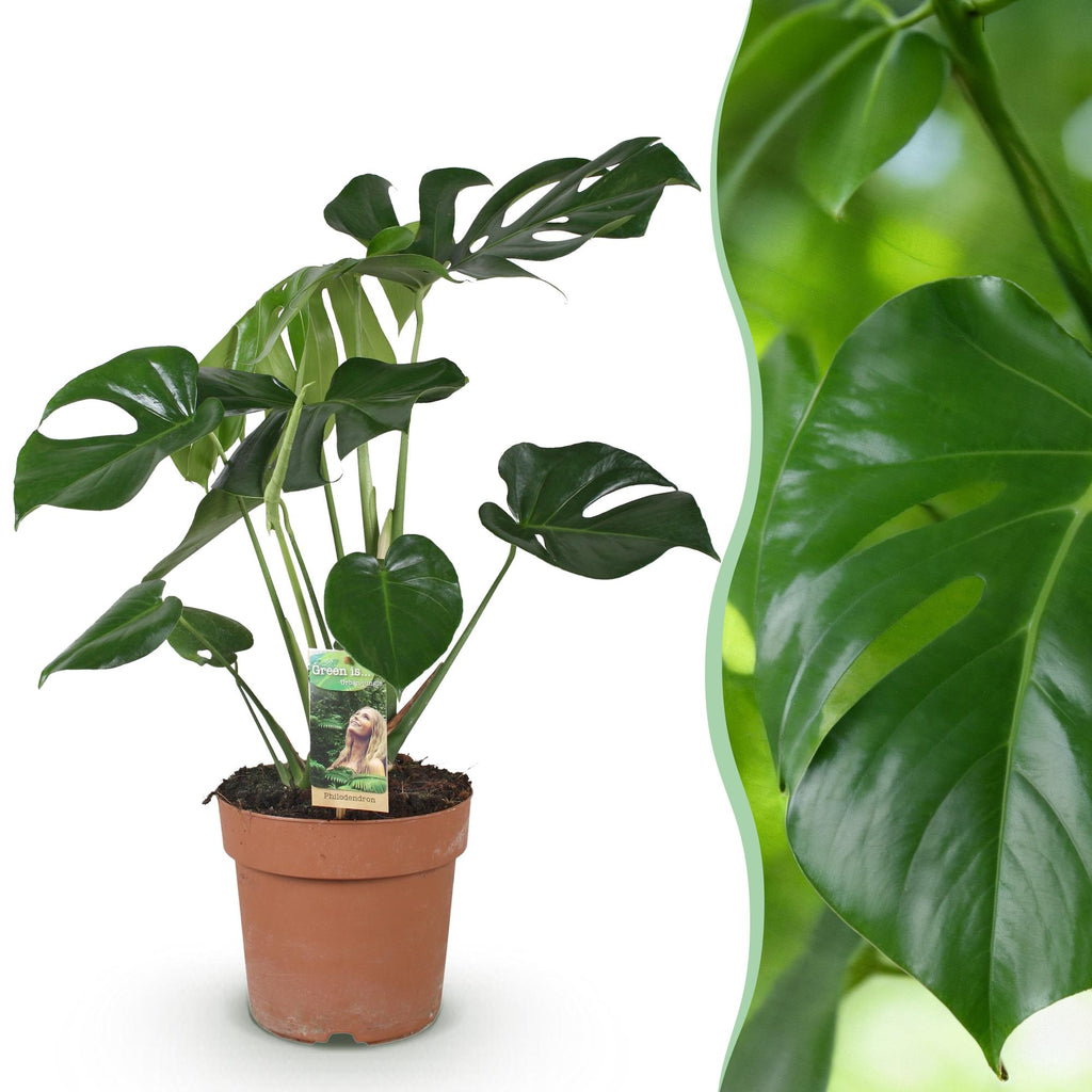 Monstera deliciosa (gatenplant) – Ø17 cm, 50–55 cm hoog
