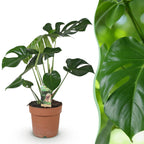 Monstera deliciosa (gatenplant) – Ø17 cm, 50–55 cm hoog