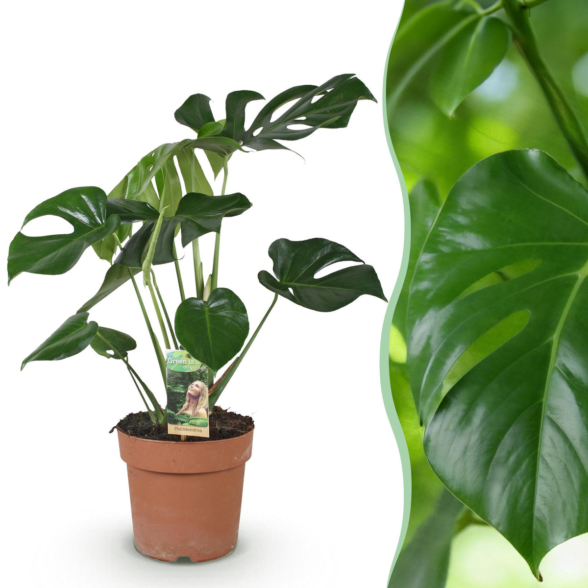 Monstera deliciosa (gatenplant) – Ø17 cm, 50–55 cm hoog