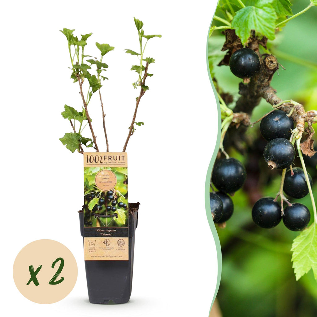 Ribes nigrum 'Titania' (cassis) – 2 plants, Ø15 cm, 50 cm de haut