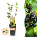 Ribes nigrum 'Titania' (cassis) – 2 plants, Ø15 cm, 50 cm de haut