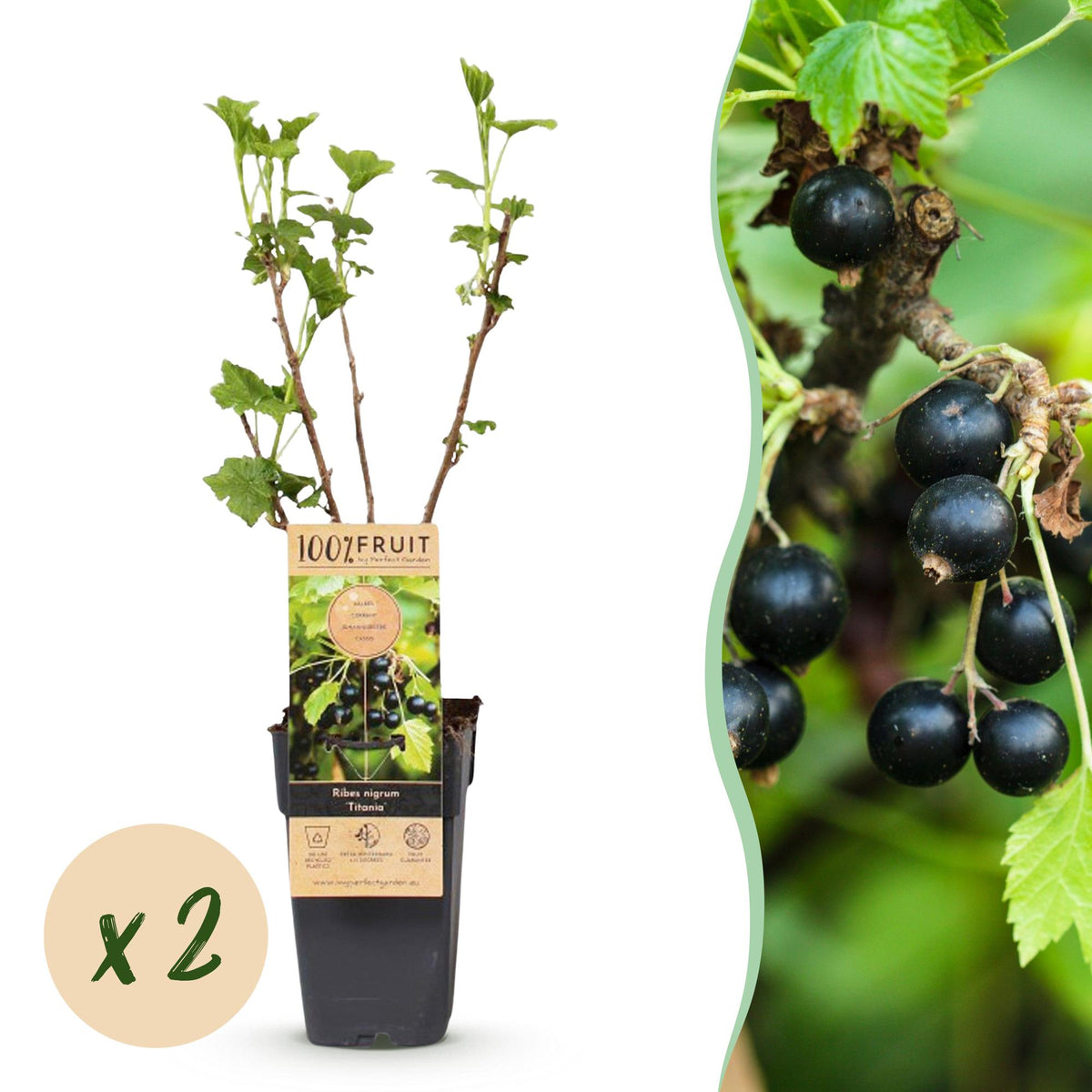 Ribes nigrum 'Titania' (cassis) – 2 plants, Ø15 cm, 50 cm de haut