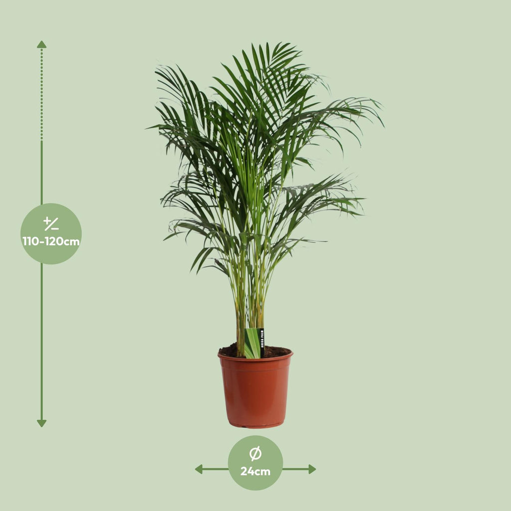 Areca (Dypsis) – Ø 24 cm, 120 cm hoch