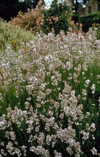 Lavandula int. 'Edelweiss' (lavender) – 60 plants, Ø9 cm, 10–25 cm high
