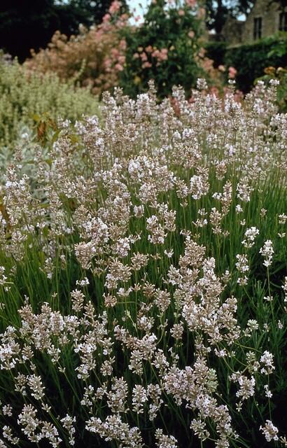 Lavandula int. 'Edelweiss' (lavendel) – 60 planten, Ø9 cm, 10–25 cm hoog