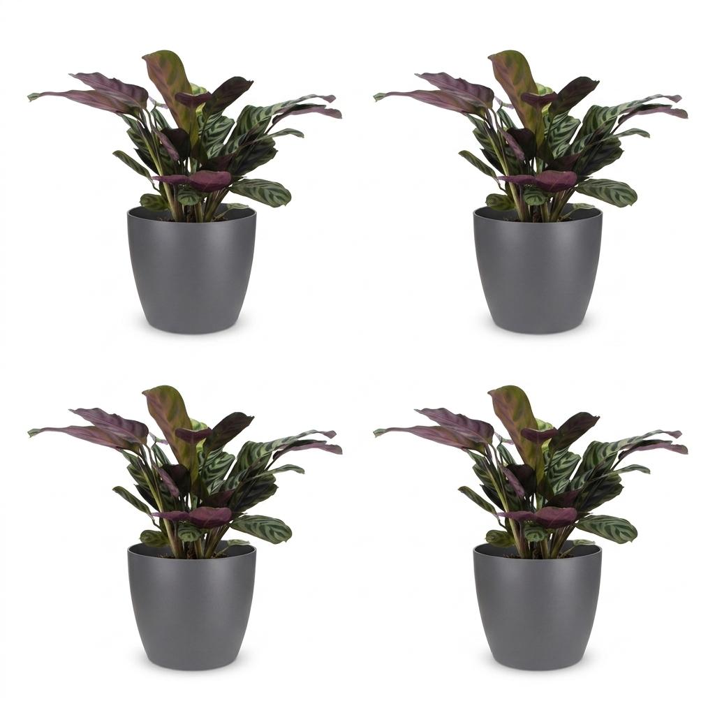 4× Ctenanthe burle-marxii (fiskebensplante) i Potter-pyntepotte grå – Ø12 cm, 30 cm høj – billede 2