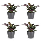 4× Ctenanthe burle-marxii (fiskebensplante) i Potter-pyntepotte grå – Ø12 cm, 30 cm høj