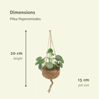2× Pilea Peperomiodes – Ø15 cm, 20 cm høj