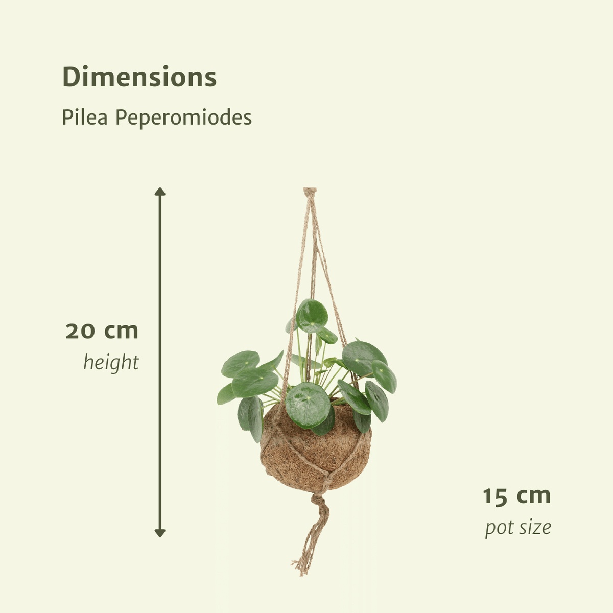 2× Pilea Peperomiodes – Ø15 cm, 20 cm høj