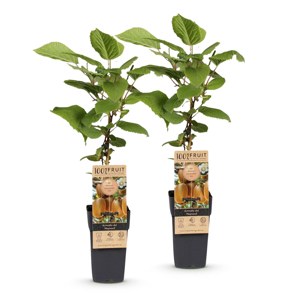 Actinidia deliciosa 'Hayward' (kiwi plant) – 2 plants, Ø15 cm, 50 cm high – photo 2