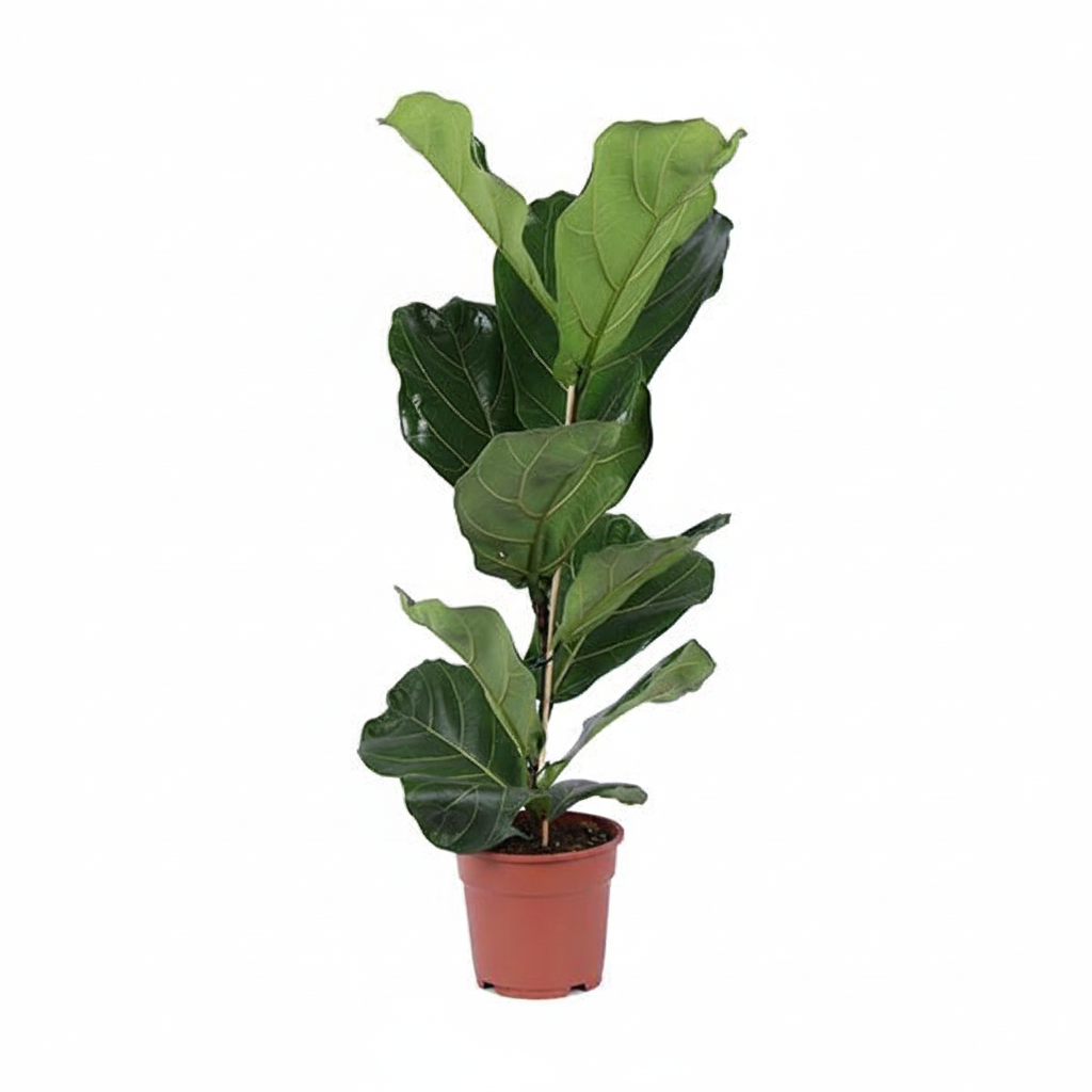 Ficus lyrata Strauch (Geigenfeigen) – Ø 17 cm, 80 cm hoch