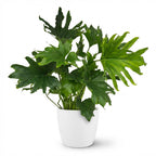 Philodendron Lickety split i Potter-pyntepotte hvid – Ø19 cm, 70 cm høj