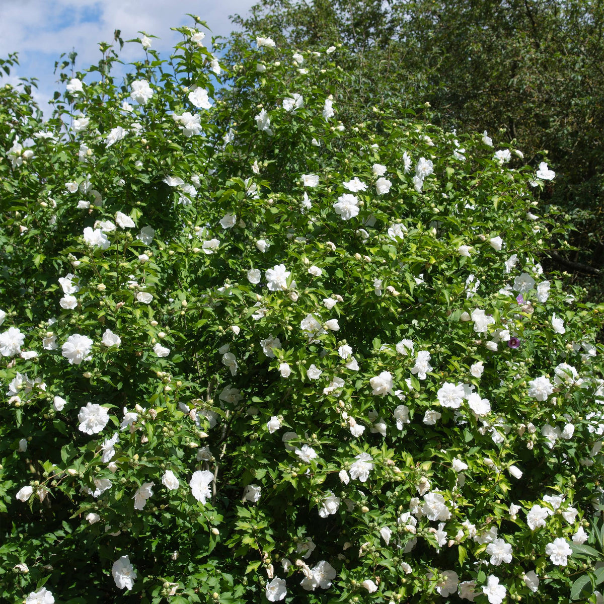 Hibiscus syriacus 'White Chiffon' (tuinhibiscus) op stam – Ø19 cm, 90 cm hoog – bild 5