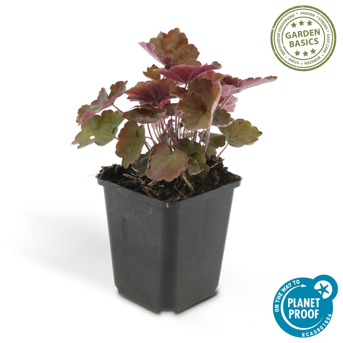 Heuchera mic. 'Palace Purple' (purperklokje) – 12 planten, Ø9 cm, 10–25 cm hoog