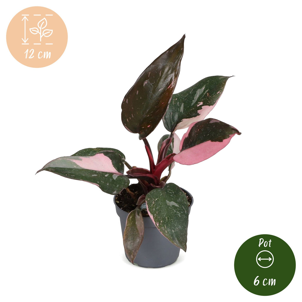 Philodendron Pink Princess Marble – Ø6 cm, 12 cm de haut