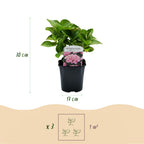 Hydrangea macrophylla (Hortensie) – rosa – 3 Pflanzen, Ø 17 cm, 30 cm hoch