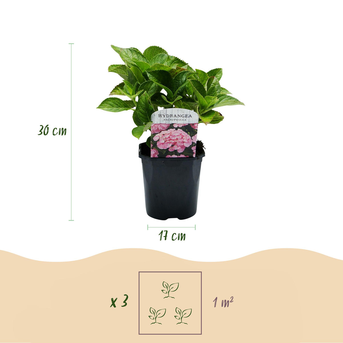 Hydrangea macrophylla (hortensia) – roze – 3 planten, Ø17 cm, 30 cm hoog