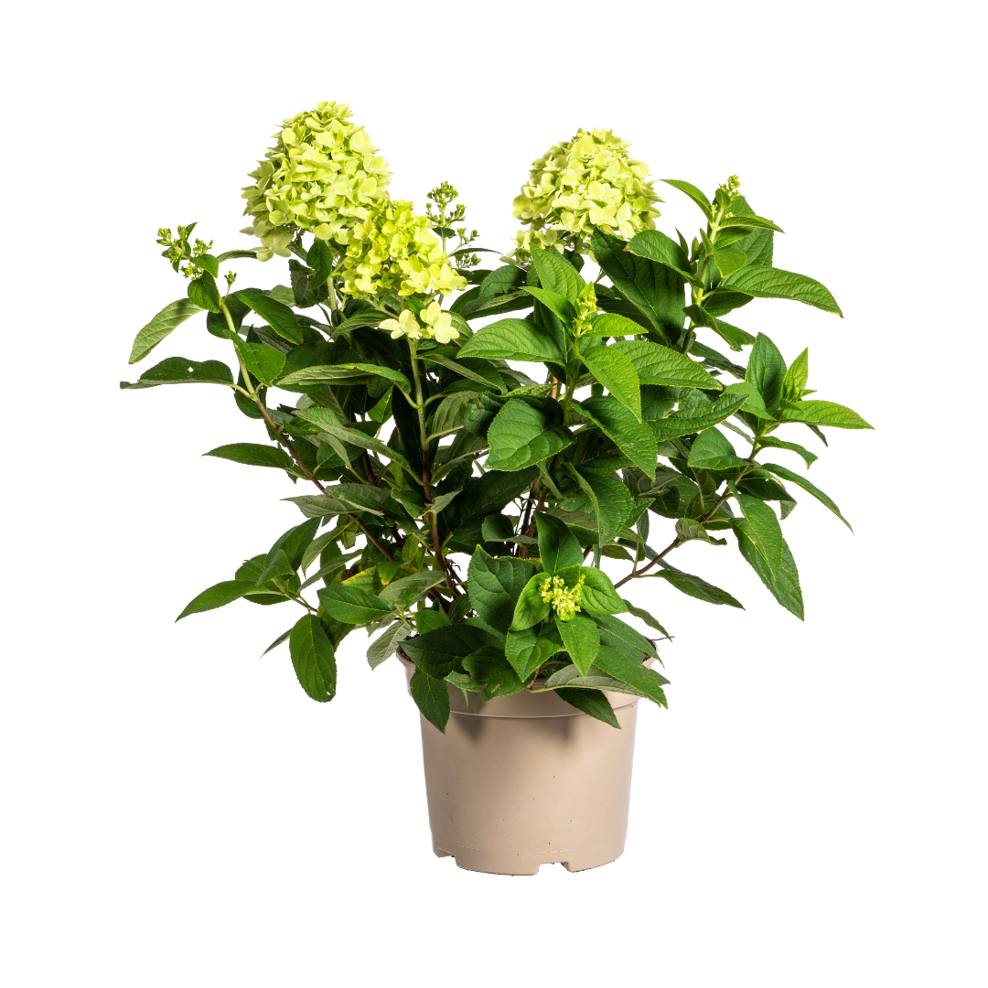 Hydrangea paniculata 'Limelight' (hortensia) – Ø19 cm, 40–60 cm hoog